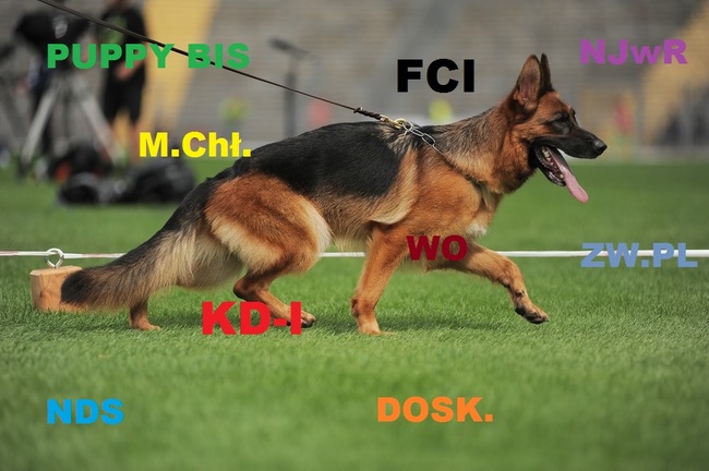 Skróty stosowane na wystawach psów rasowych