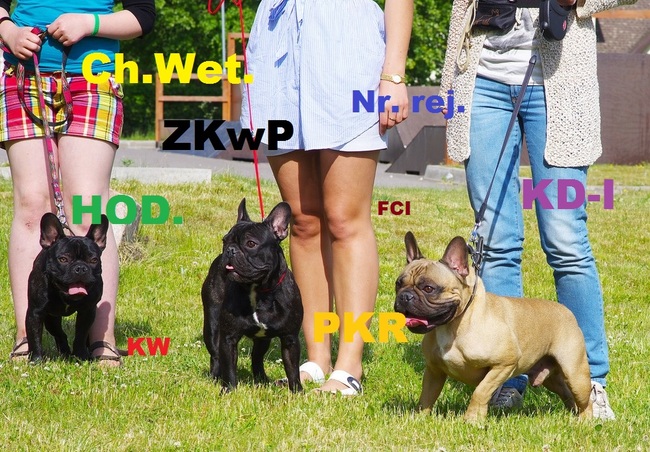 Skróty stosowane na wystawach psów rasowych w Polsce