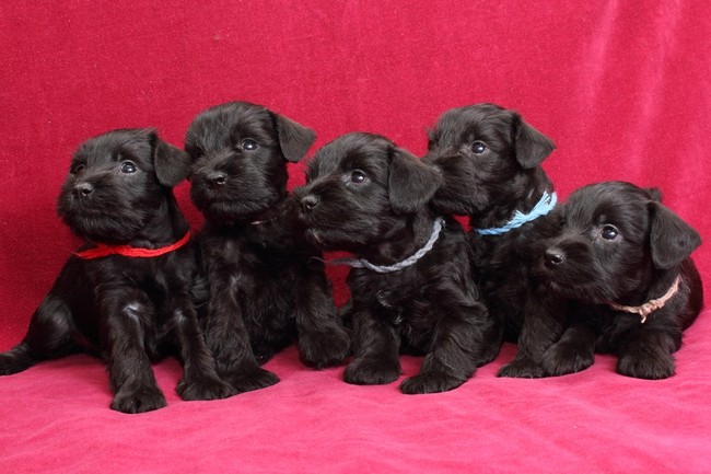Szczeniaki sznaucera miniaturowego