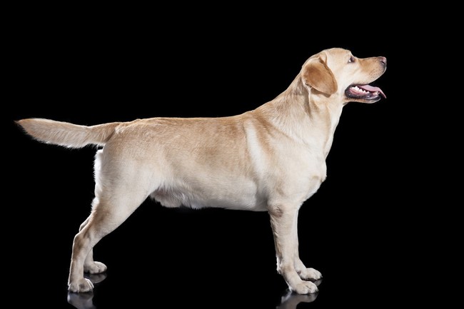 Umaszczenie labradora wg wzorca FCI biszkoptowe