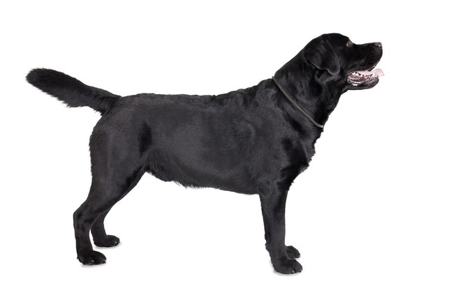 czarne umaszczenie labradora wg wzorca FCI