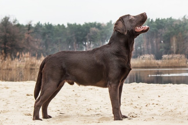 wątrobiane umaszczenie labradora wg wzorca FCI