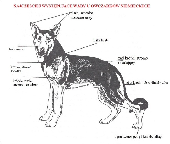 najczęściej występujące wady u owczarków niemieckich