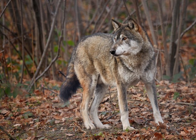 Wilk szary, wilk (Canis lupus) co to jest rasa