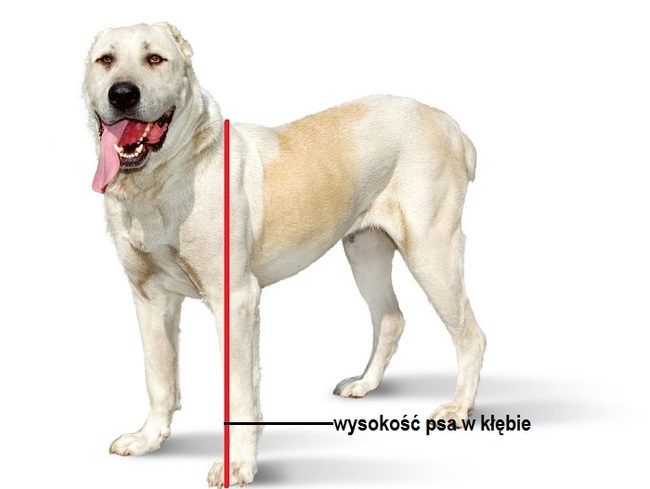 jak zmierzyć wysokość psa w kłębie