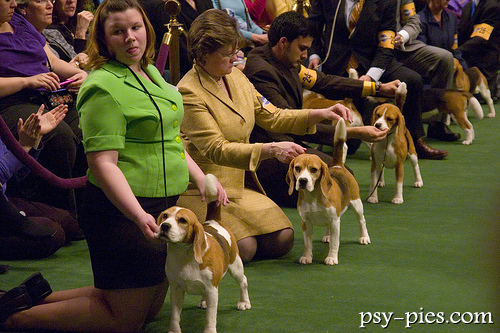 wystawa psów rasowych wystawa psów rasowych, prezentacja psów rasy beagle