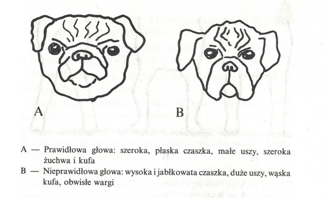 wzorzec rasy mops budowa głowy
