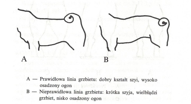 wzorzec mopsa tułów