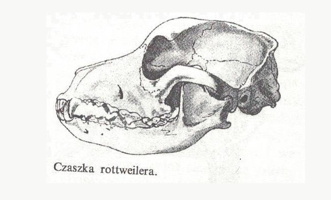 wzorzec rottweilera FCI nr 147 budowa czaszki
