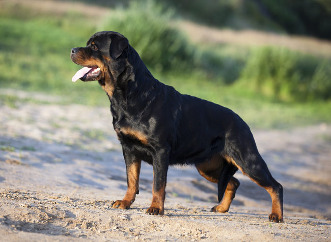 Rottweiler wzorzec FCI nr 147