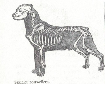 wzorzec rottweilera szkielet psa