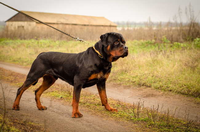 wzorzec rottweilera wg FCI nr 147 szata i umaszczenie