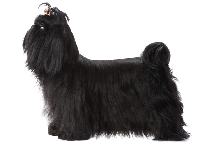 wzorzec rasy shih tzu wg FCI