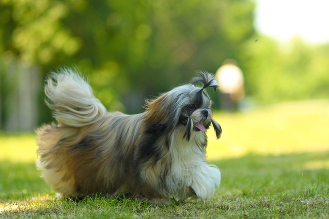 wzorzec shih tzu chód