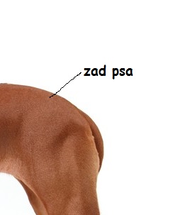 zad psa