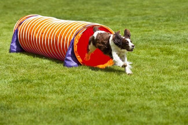 pies pokonujący tunel podczas zawodów agility dog