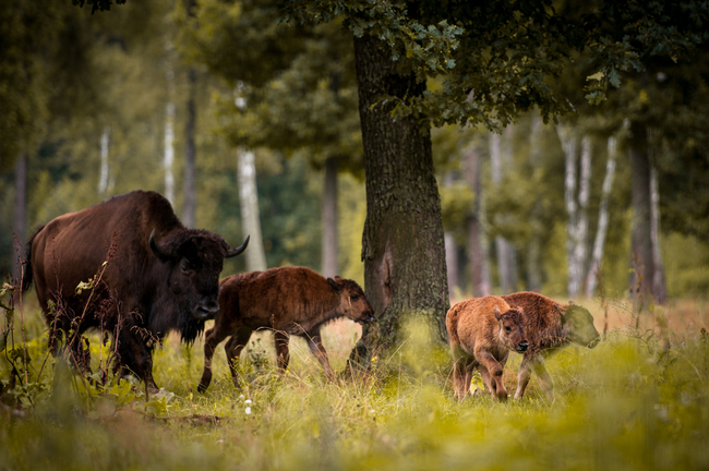 Parki Narodowe w Polsce dla aktywnych z psami białowieski park narodowy