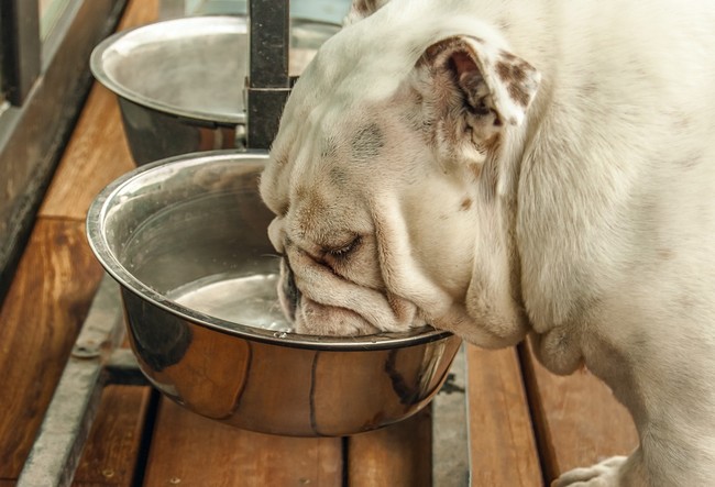Buldog angielski pijący wodę z miski w upalny dzień