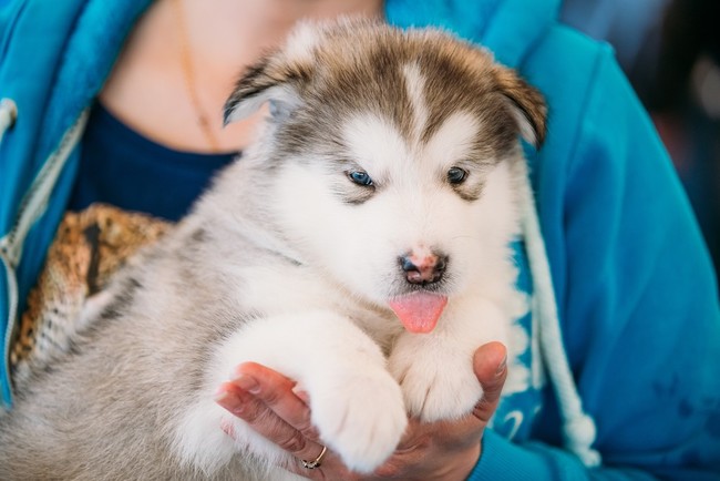 chcę mieć psa rasy Alaskan malamute
