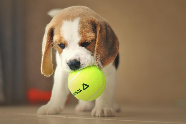 czy beagle czesto choruja poradnik dla wlascicieli tych psow