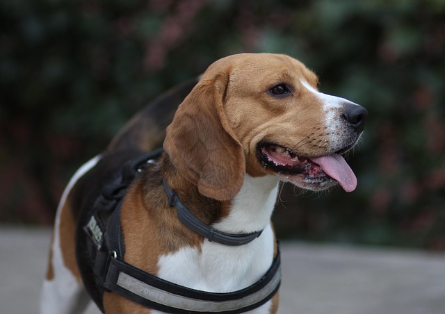 czy beagle chesto choruja