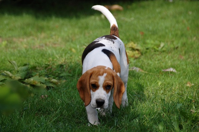 czy beagle to trudna rasa psów