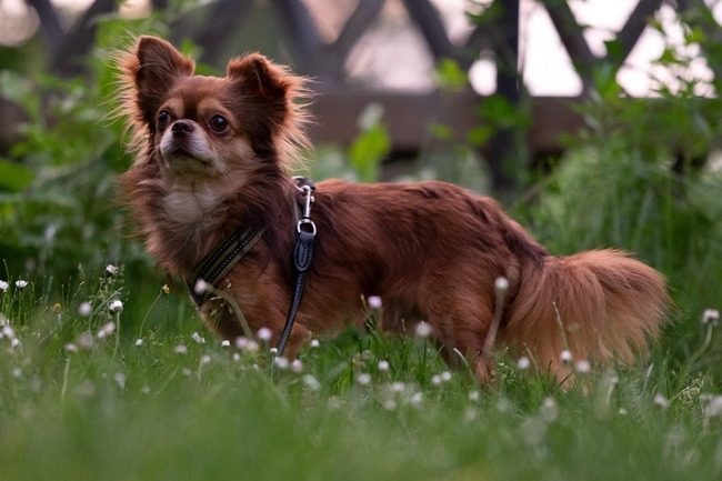 Chihuahua w pełnej koncentracji – mały pies, wielki charakter!