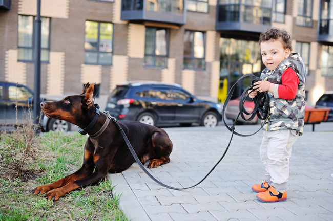 doberman i chłopiec doberman a dzieci