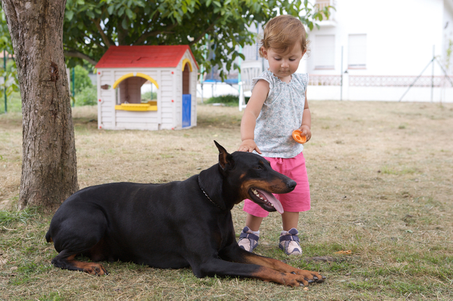 doberman głaskany przez dziecko doberman a dzieci pod jednym dachem