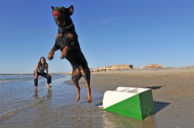 spędzanie wolnego czasu z psem na flyball