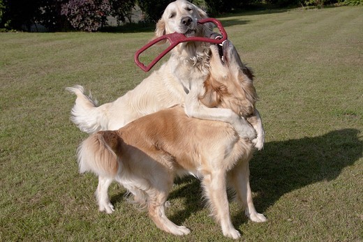 Zabawa Golden retrieverów w hotelu dla zwierząt
