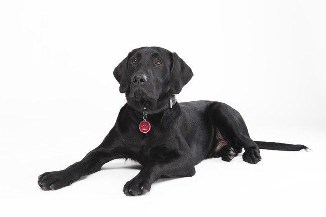 labrador z adresówką identyfikatorem czerwonym zawieszonym na obroży