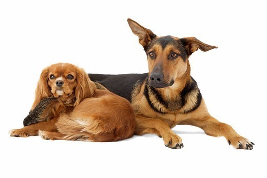 Dwa psy rasy Cavalier king Charles spaniel i Kundelek
