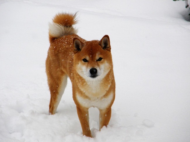 jak wygląda pies shiba inu