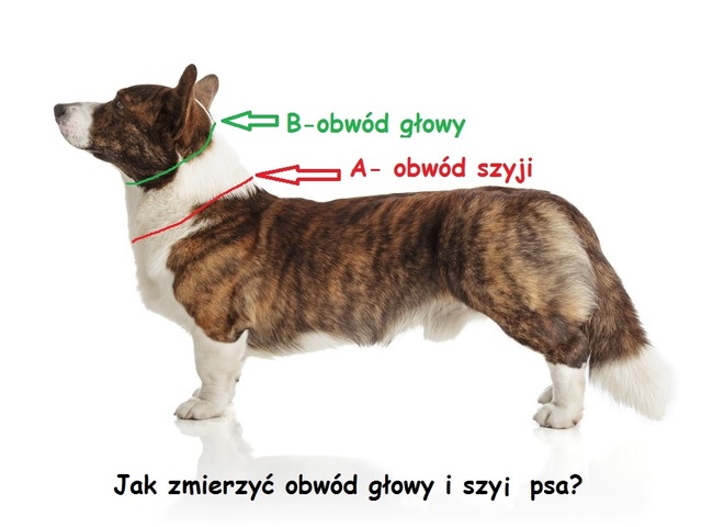 jak zmierzyć obwód głowy i szyi psa
