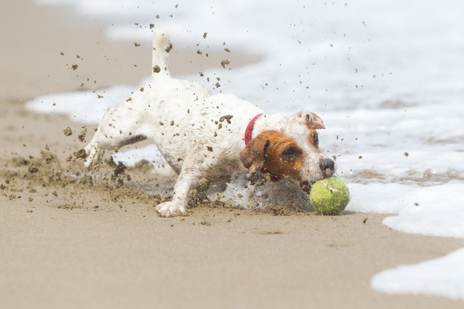 łapanie piłeczki przez jack russell terriera na plaży