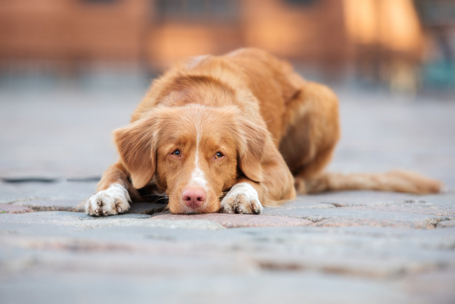 zanim kupisz Nova Scotia Duck Tolling Retriever