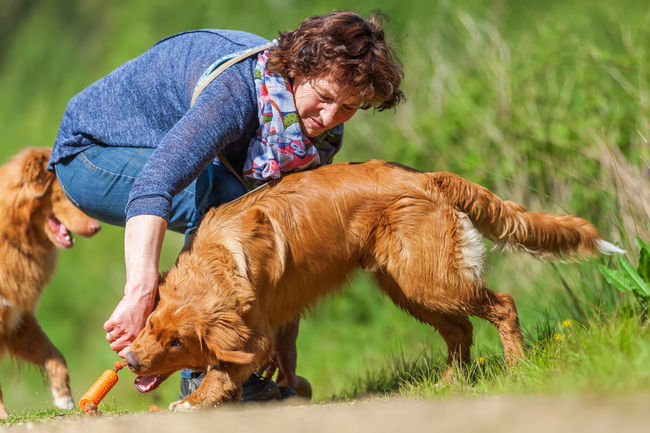 zanim kupisz psa rasy Nova Scotia Duck Tolling Retriever