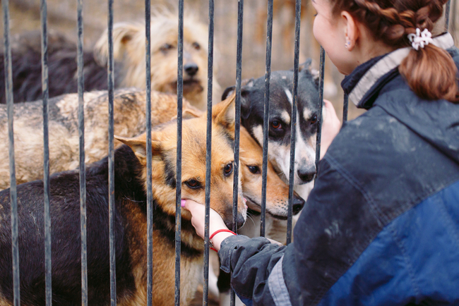 odpowiedzialna adopcja psa ze schroniska