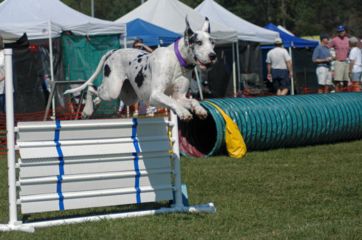 Pies sportowiec Dog niemiecki i agility
