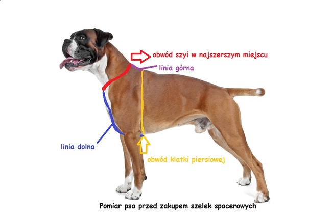 gdzie i jak mierzyć psa przed zakupem obroży i szelek