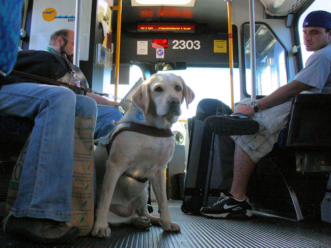 Podróż psa Labradora w autobusie