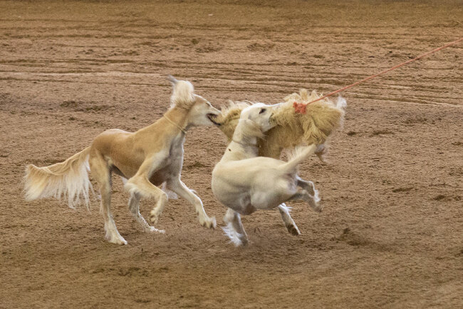 saluki charakter