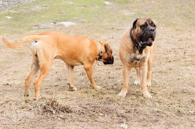 Suka i pies Bulmastifa Kupno psa: pies czy suka