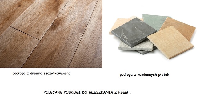 Jak przygotować mieszkanie na przyjęcie psa?