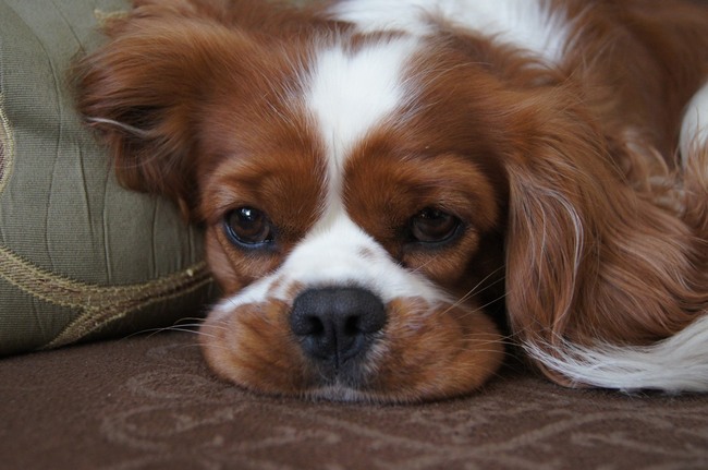mój Carmel cavalier king charles spaniel