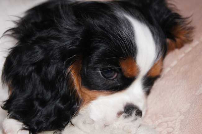 Cavalier Rudolf, trójkolorowy cavalier king charles spaniel