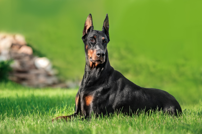 pielęgnacja dobermana na czym powinna polegać