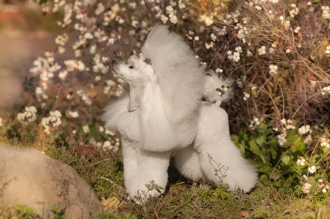 Fryzura pudla puppy clip