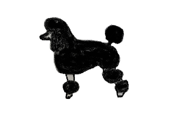 Fryzura pudla saddle clip